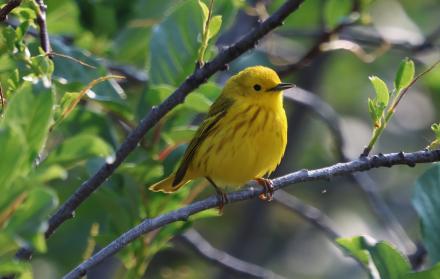 pájaro