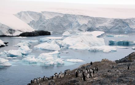 pinguinos
