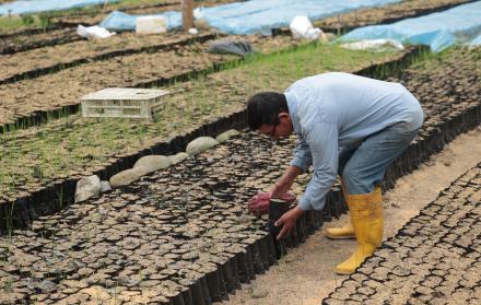 Productor revisa plantaciones de cacao.