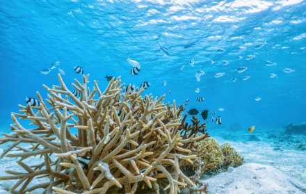 Científicos Confirman que la Desaparición de los Corales es un Punto de Inflexión Climático