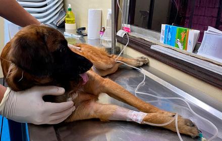 esterilización perro mascotas