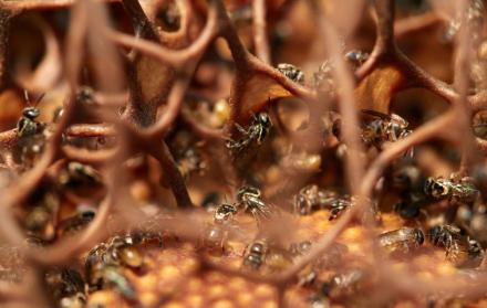 Abejas sin aguijón