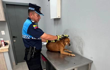 perrito rescatado Segura 16 oct 25