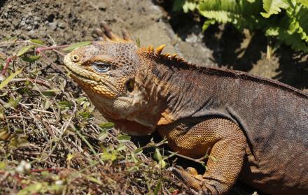 iguana