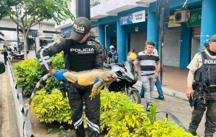 Policía Iguana