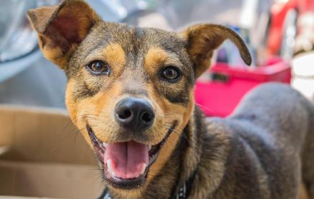 feria para perros en Guayaquil