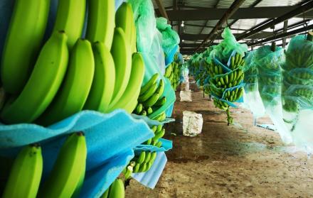 Producción bananera
