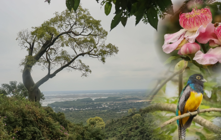 bosque cerro blanco