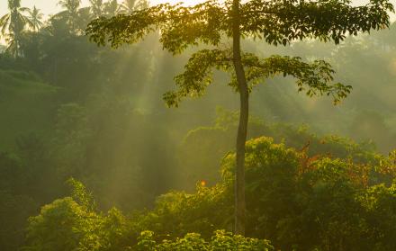 salida-del-sol-sobre-la-selva-de-bali