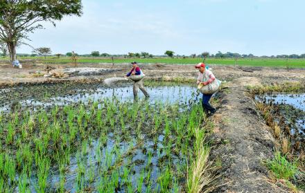 Agricultores abonan cultivos de arroz en Nobol