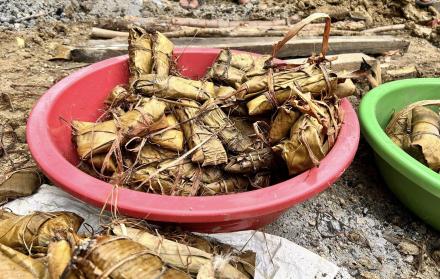 Las gallinas de maduro es una delicia ancestral de la comunas peninsulares