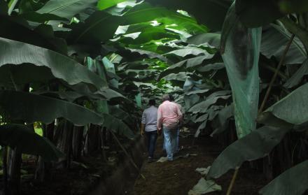 Plantaciones de babano