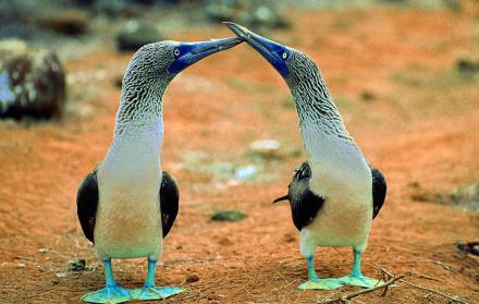Piqueros patas azules