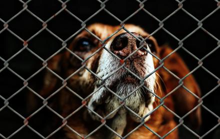 Maltrato animal Quito