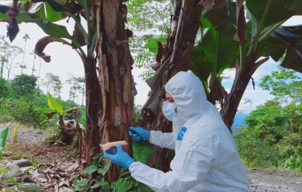 EN ECUADOR SE REALIZA EL CONTROL PARA EVITAR EL INGRESO DEL FUSARIUM DESDE PERÚ