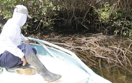 TALA DE MANGLE Santa Priscila