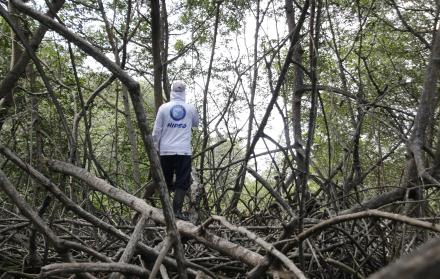 TALA DE MANGLE (15462881)