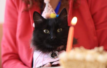 Paseo exprés-recorrido en cafeterías pet friendly