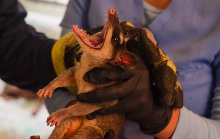 zarigüeya rescatada en Guayaquil