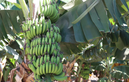 Exportaciones Banano