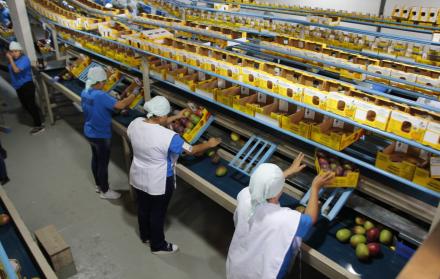 Exportación de mangos