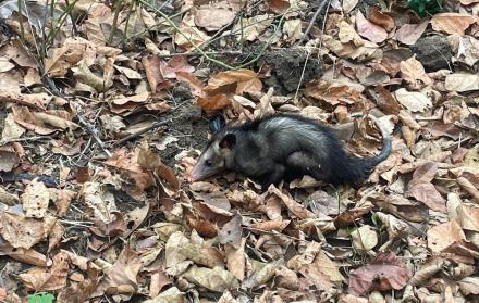 zarigüeya en Guayaquil