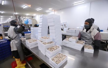 El sector camaronero, el motor de la exportación de Ecuador, aún debe pagar una tasa del 15 %.