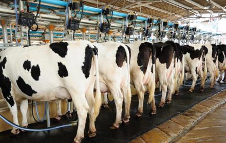 Industria láctea. Vacan en proceso de ordeño