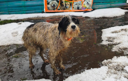 Perros rescatados en el refugio Fundación Lucky quedaron a la intemperie tras la granizada en Quito.