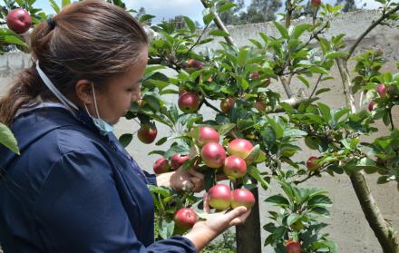 Exportación. El sector orgánico ecuatoriano generó divisas por $ 621 millones durante 2024