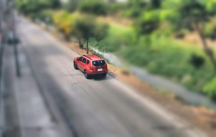 gatos abandonados Guayaquil