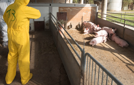 Ecuador intensifica los protocolos de bioseguridad para proteger la producción porcina nacional.