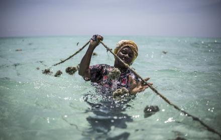 cultivadora de esponjas