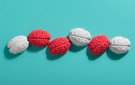 Así Cambia Tu Cerebro Cada Década: El Mapa Completo de la Infancia a los 90