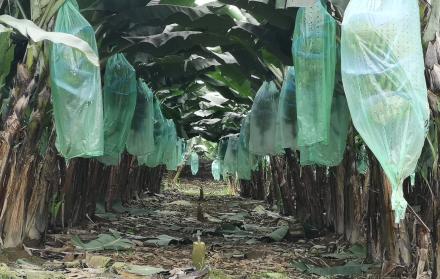 RACIMOS DE BANANO EN SEMBRÍO O PLANTACIÓN AGRÍCOLA |