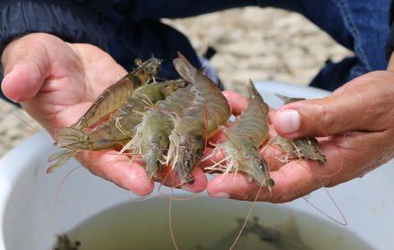 Manos sostienen producción de camarón