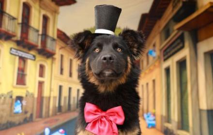 campaña de adopcion