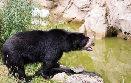 Referencial. El oso de anteojos es una especie en peligro de extinción.