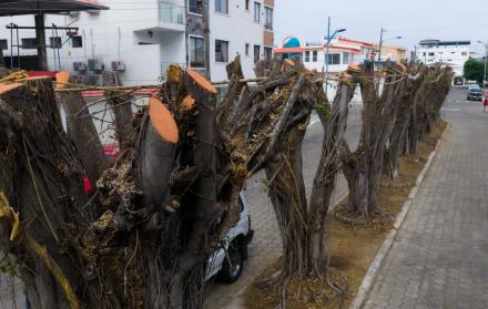 municipio de guayaquil las garzas
