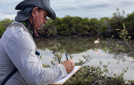 Flamingos en Ecuador