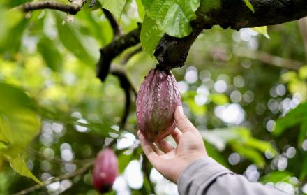 cacao