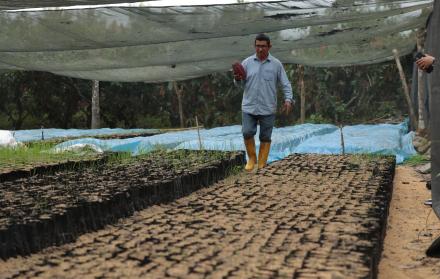 Planta cacaotera en Ecuador, Esmeraldas.