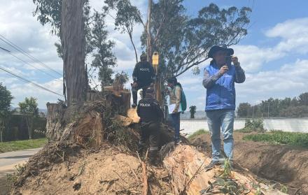 Tala de árboles en Puembo