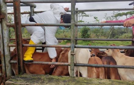 ganado ecuatoriano