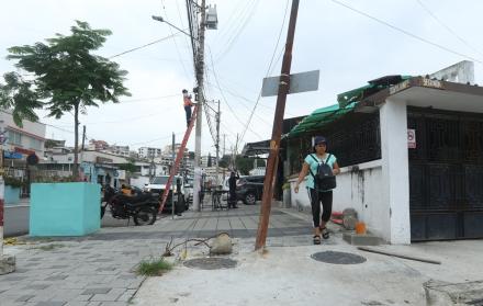 Árboles calle Guayacanes Urdesa