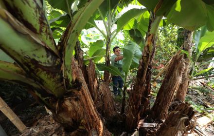 Siembra banano en Ecuador