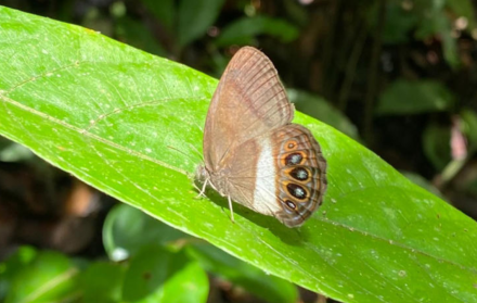 mariposa nueva especie
