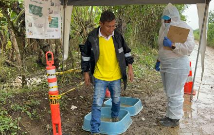 Agrocalidad reporta avances en control del Fusarium Raza 4 Tropical en finca bananera de El Oro