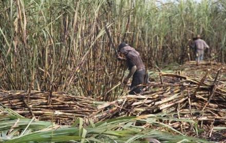cultivo de la caña de azúcar