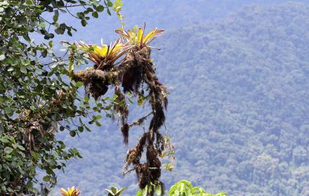 RECORRIDO POR EL CHOCO ANDINO